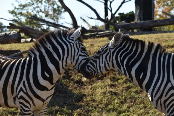 لونار سلوتس كازينو الدعم